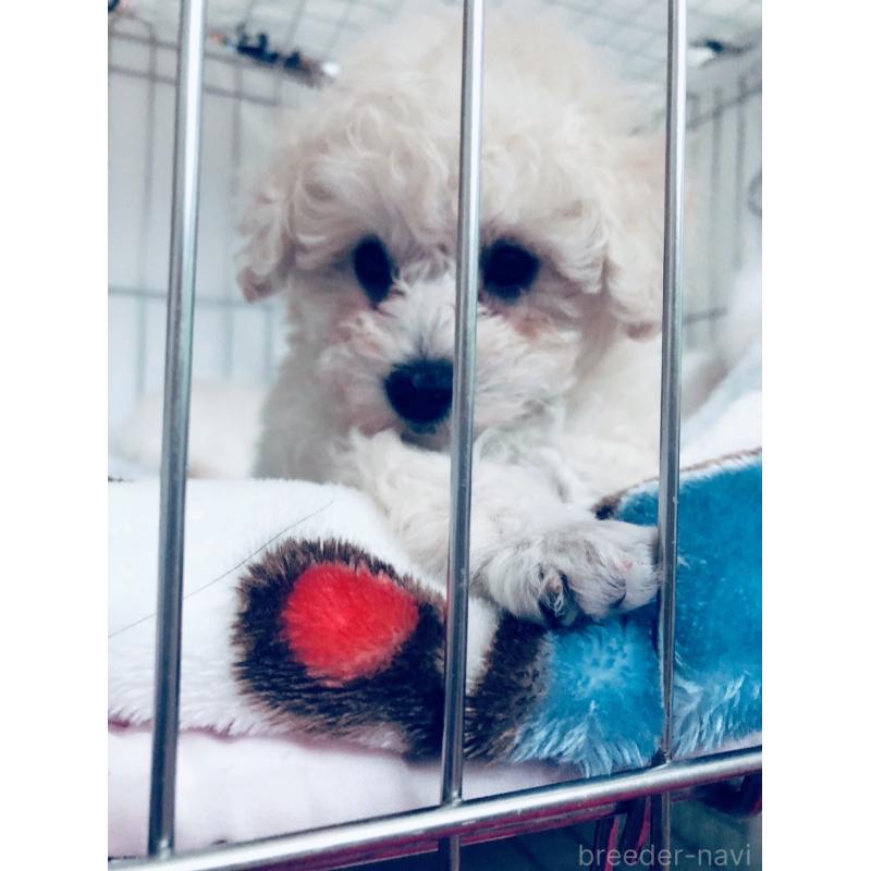 販売中の青森県のタイニープードル-434083の5枚目