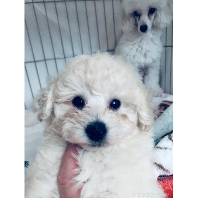 販売中の青森県のタイニープードル-434083の4枚目