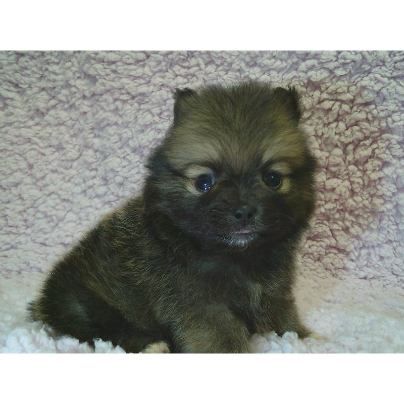 販売中の茨城県のポメラニアン-434080