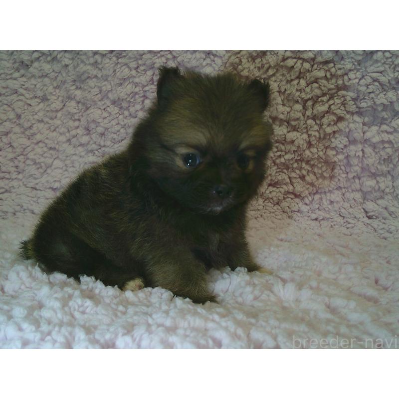 販売中の茨城県のポメラニアン-434080の2枚目