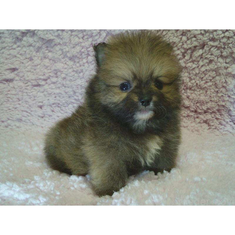 販売中の茨城県のポメラニアン-434081