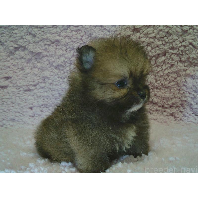 販売中の茨城県のポメラニアン-434081の2枚目