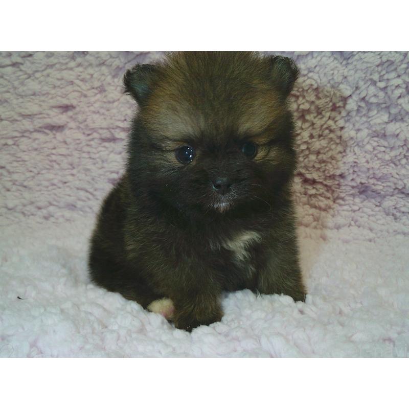 販売中の茨城県のポメラニアン-434082