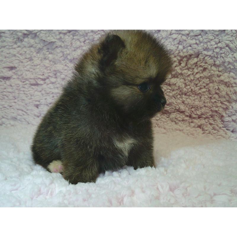 販売中の茨城県のポメラニアン-434082の2枚目