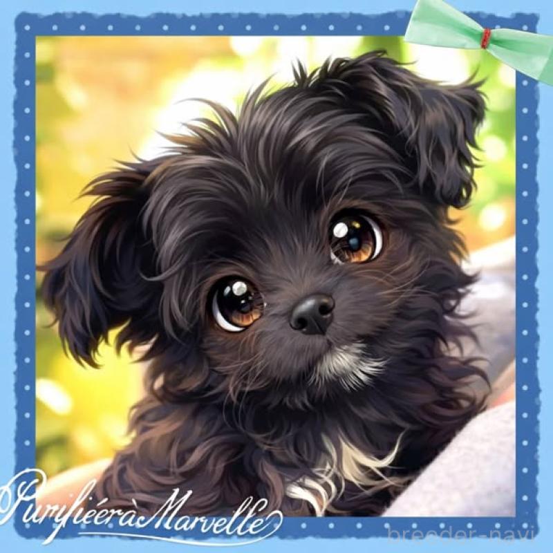 成約済の静岡県のチワプー:チワワ×トイプードル-417084の2枚目