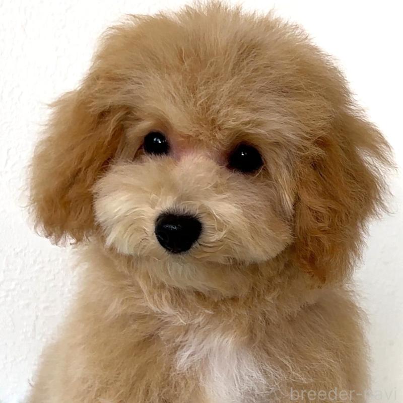 販売中の栃木県のビションプー:ビションフリーゼ×トイプードル-411574