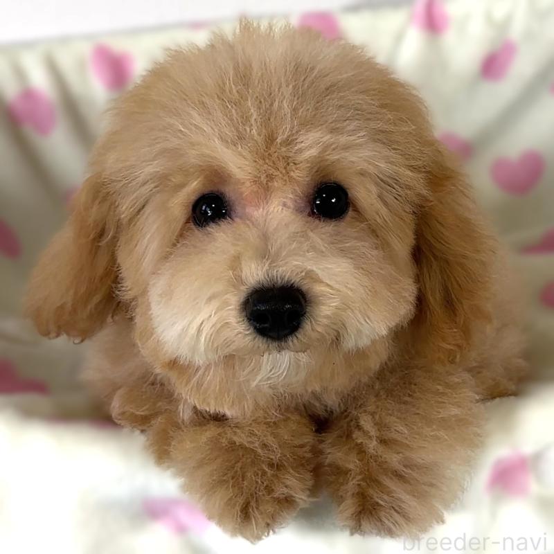 販売中の栃木県のビションプー:ビションフリーゼ×トイプードル-411574