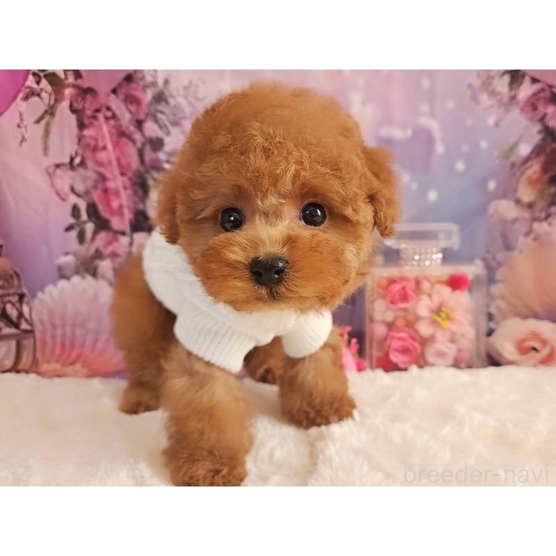 販売中の岐阜県のトイプードル-429681の13枚目