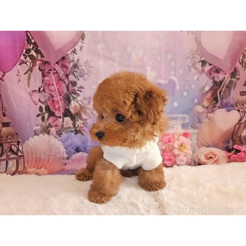 販売中の岐阜県のトイプードル-429681の12枚目