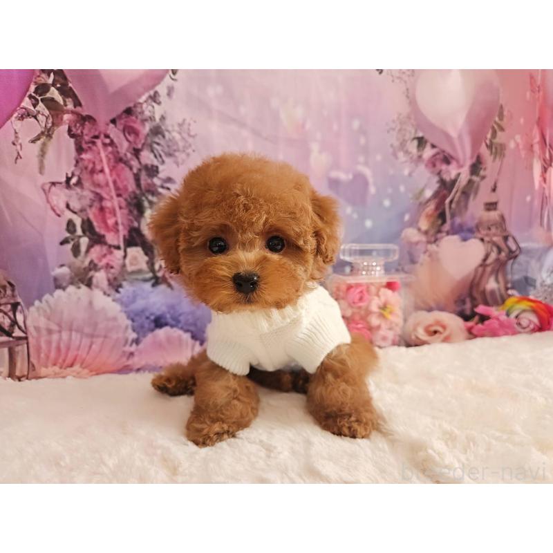 販売中の岐阜県のトイプードル-429681の11枚目