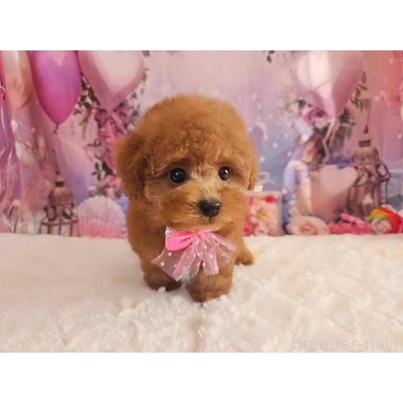 販売中の岐阜県のトイプードル-429681の9枚目