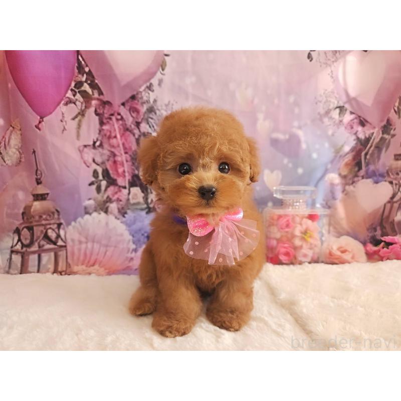 販売中の岐阜県のトイプードル-429681の8枚目