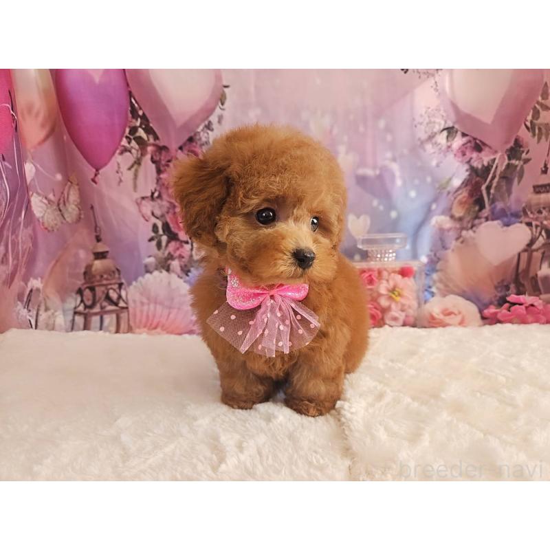 販売中の岐阜県のトイプードル-429681の7枚目