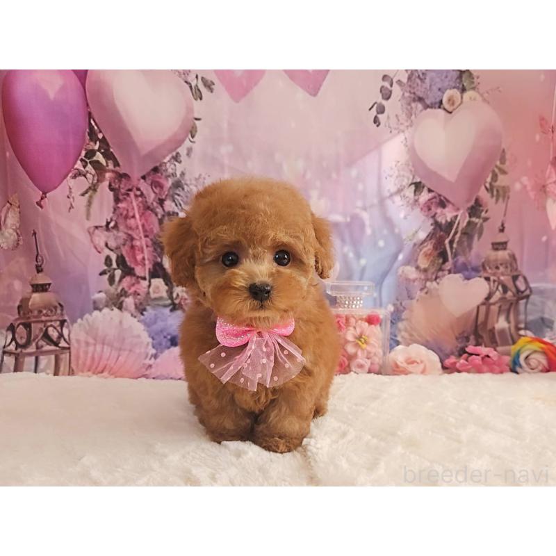 販売中の岐阜県のトイプードル-429681の6枚目