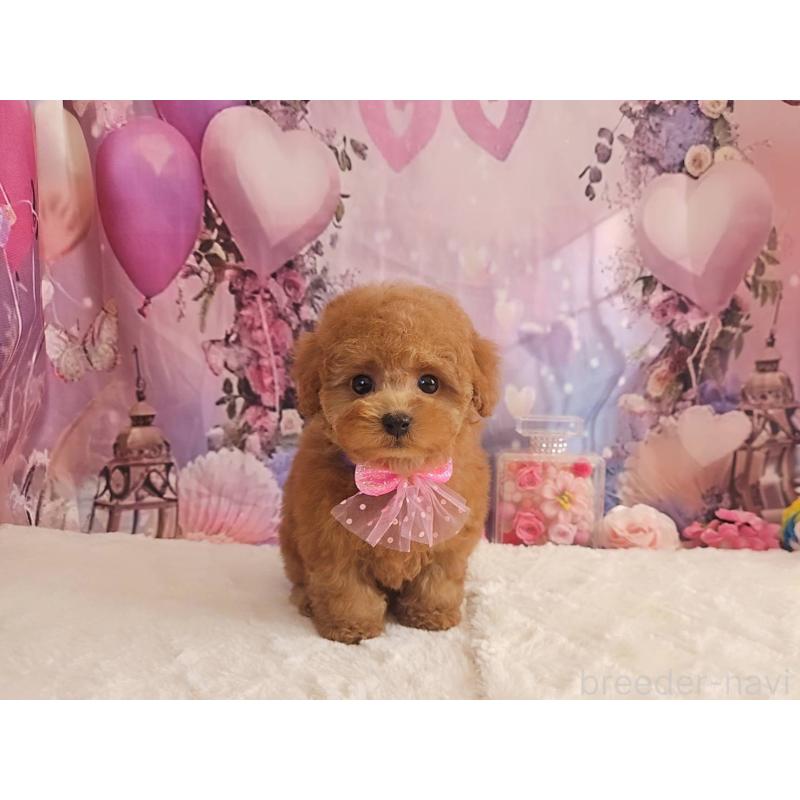 販売中の岐阜県のトイプードル-429681の4枚目