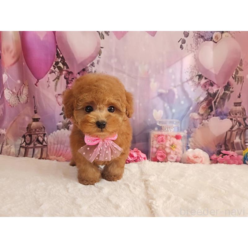 販売中の岐阜県のトイプードル-429681の3枚目