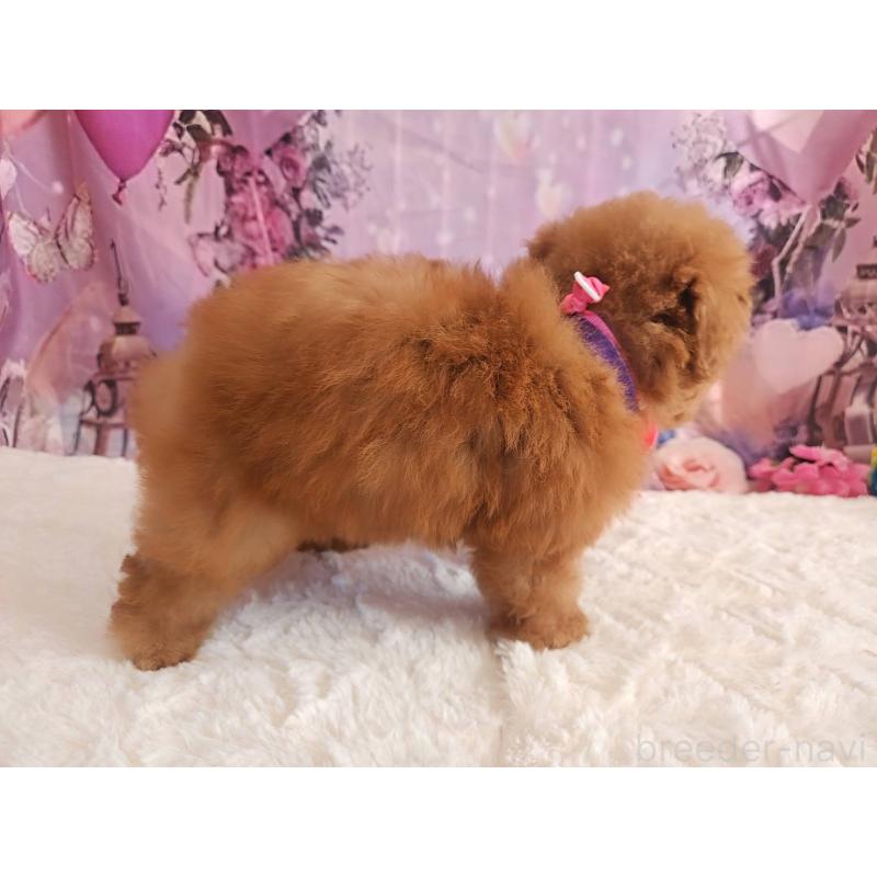 販売中の岐阜県のトイプードル-429681の2枚目