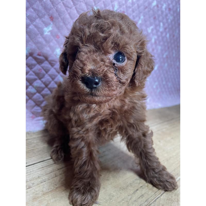 成約済の静岡県のトイプードル-432148の2枚目