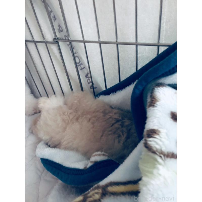 販売中の青森県のタイニープードル-434083の3枚目