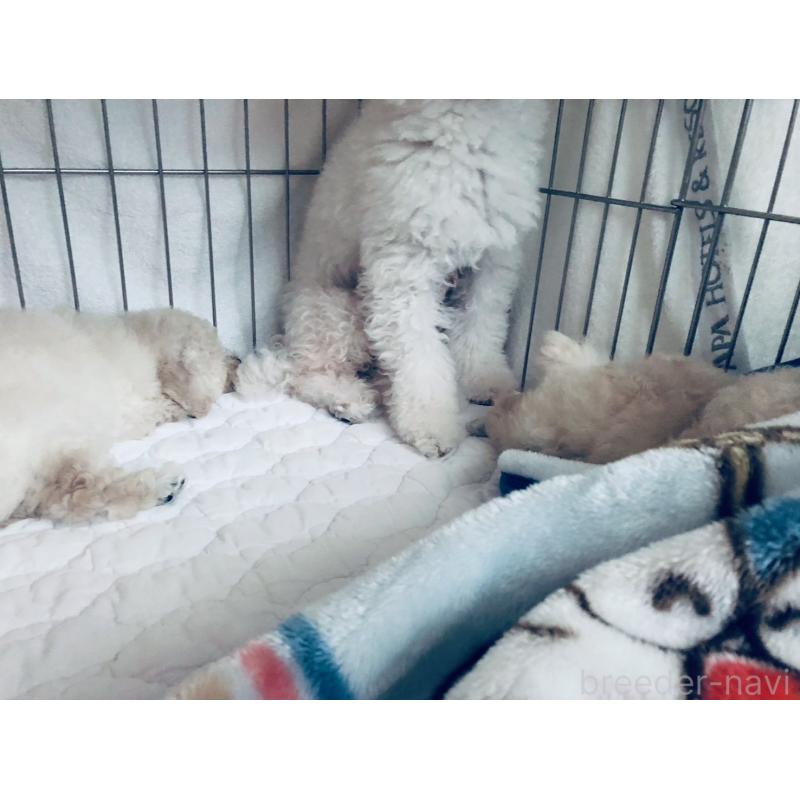 販売中の青森県のタイニープードル-434083の2枚目