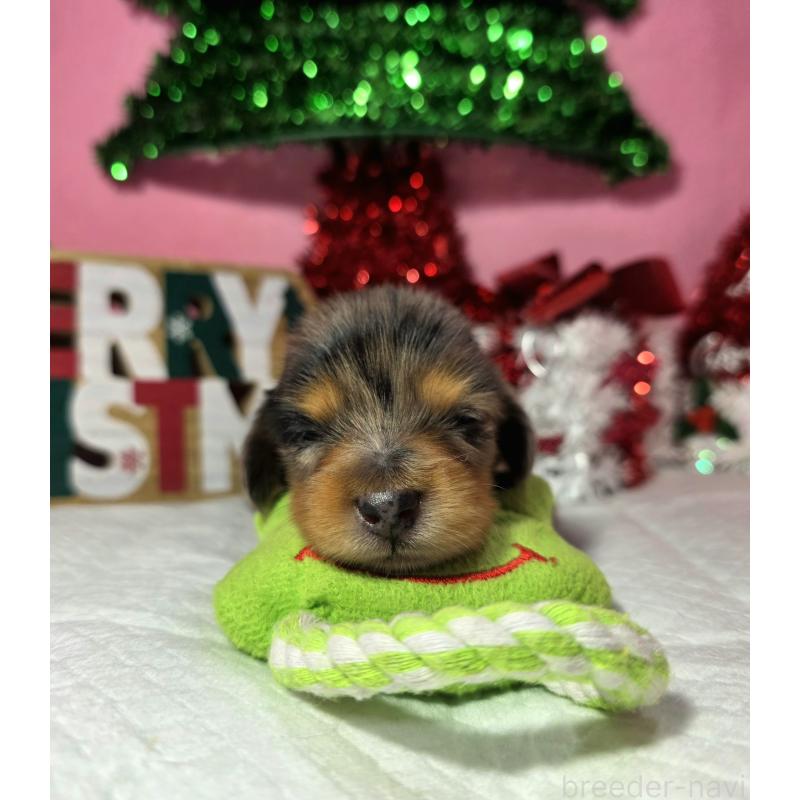 販売中の静岡県のミニチュアダックスフンド(ロングヘアード)-434084の7枚目