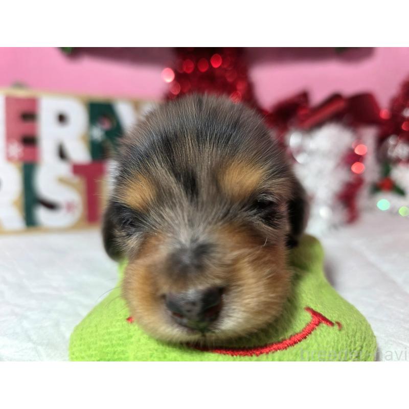 販売中の静岡県のミニチュアダックスフンド(ロングヘアード)-434084の6枚目