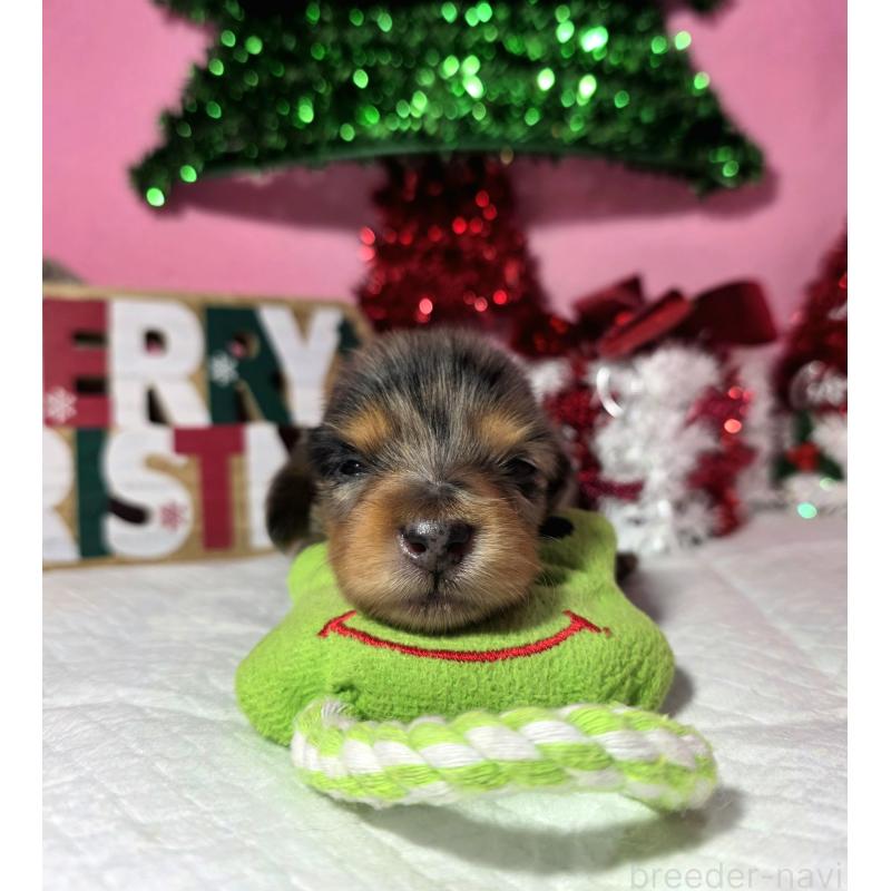 販売中の静岡県のミニチュアダックスフンド(ロングヘアード)-434084の5枚目