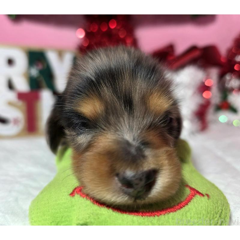 販売中の静岡県のミニチュアダックスフンド(ロングヘアード)-434084の4枚目