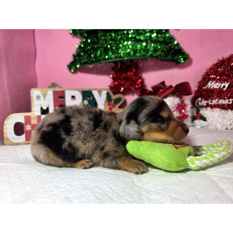 販売中の静岡県のミニチュアダックスフンド(ロングヘアード)-434084の3枚目