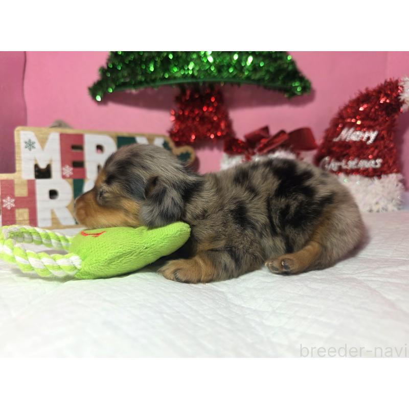 販売中の静岡県のミニチュアダックスフンド(ロングヘアード)-434084の2枚目