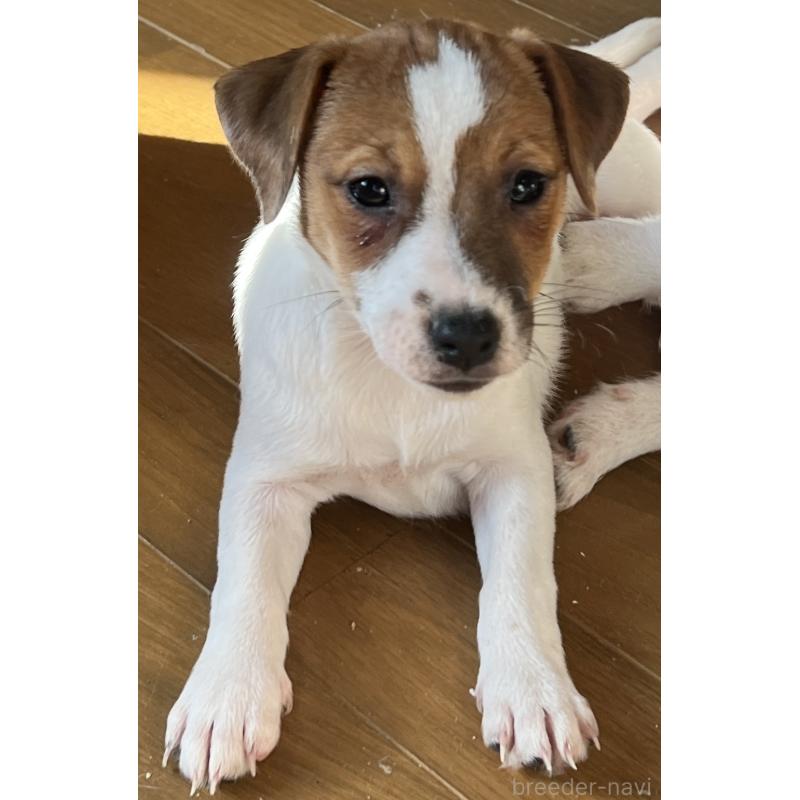 販売中の千葉県のジャックラッセルテリア-429885の13枚目