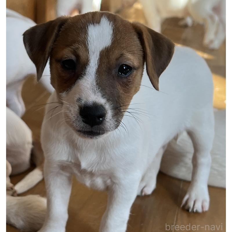 販売中の千葉県のジャックラッセルテリア-429885の12枚目