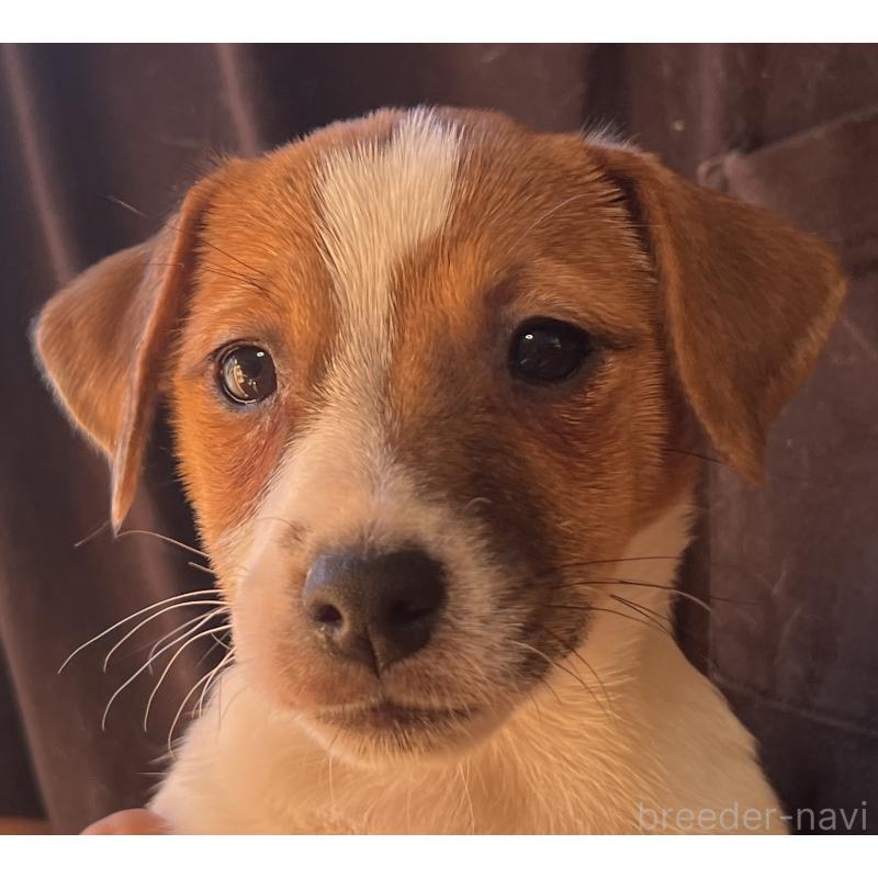 販売中の千葉県のジャックラッセルテリア-429885の11枚目