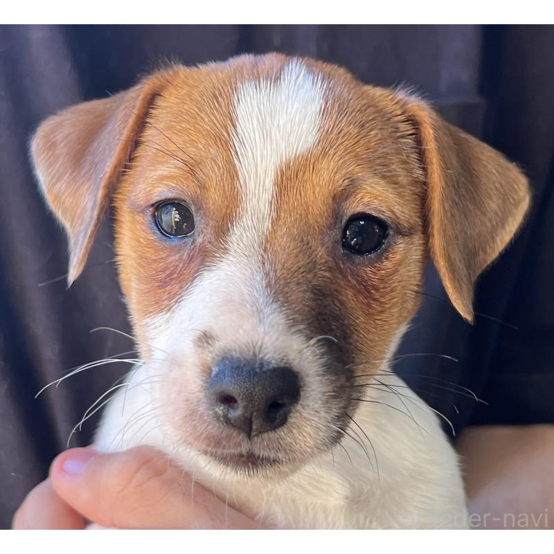 販売中の千葉県のジャックラッセルテリア-429885の10枚目