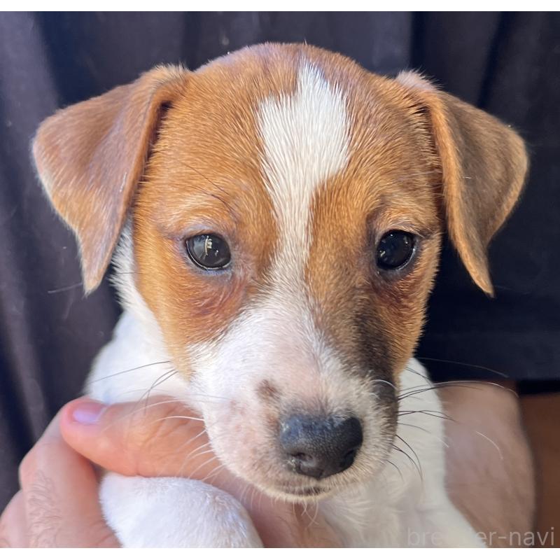 販売中の千葉県のジャックラッセルテリア-429885の9枚目