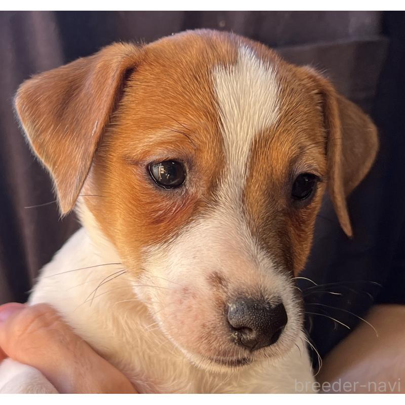 販売中の千葉県のジャックラッセルテリア-429885の8枚目