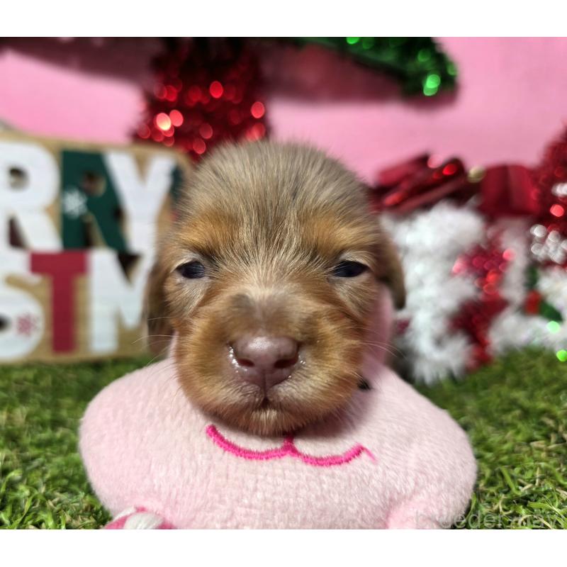 販売中の静岡県のミニチュアダックスフンド(ロングヘアード)-434085の10枚目