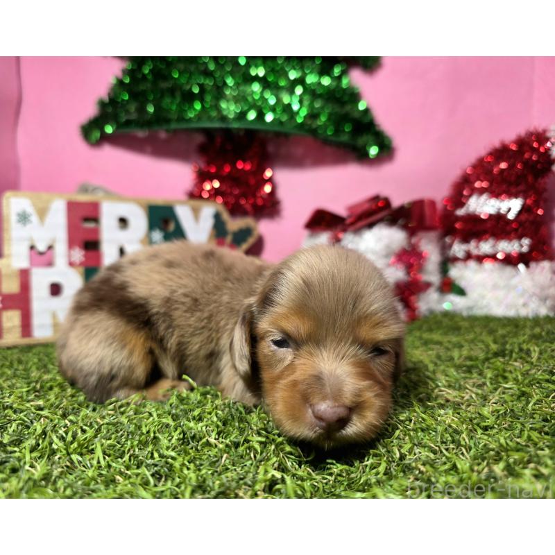 販売中の静岡県のミニチュアダックスフンド(ロングヘアード)-434085の4枚目