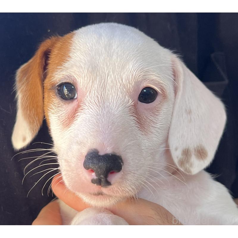 販売中の千葉県のジャックラッセルテリア-429883の10枚目