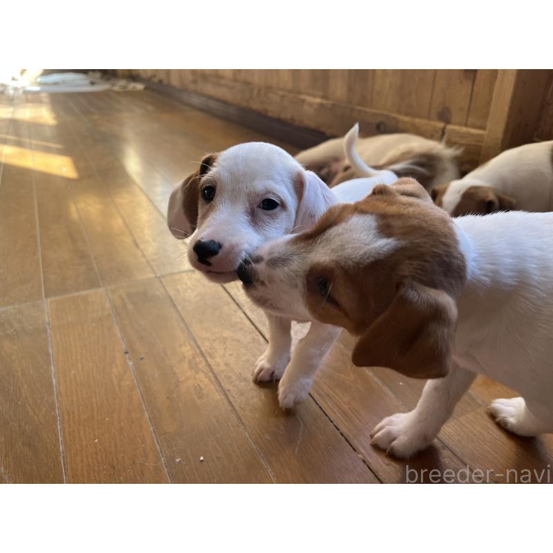 販売中の千葉県のジャックラッセルテリア-429883の8枚目