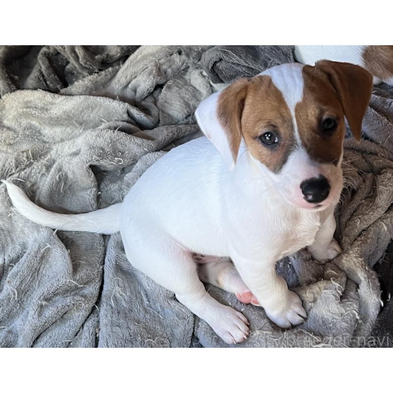 販売中の千葉県のジャックラッセルテリア-429884の7枚目