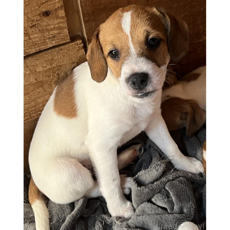 販売中の千葉県のジャックラッセルテリア-429871の4枚目