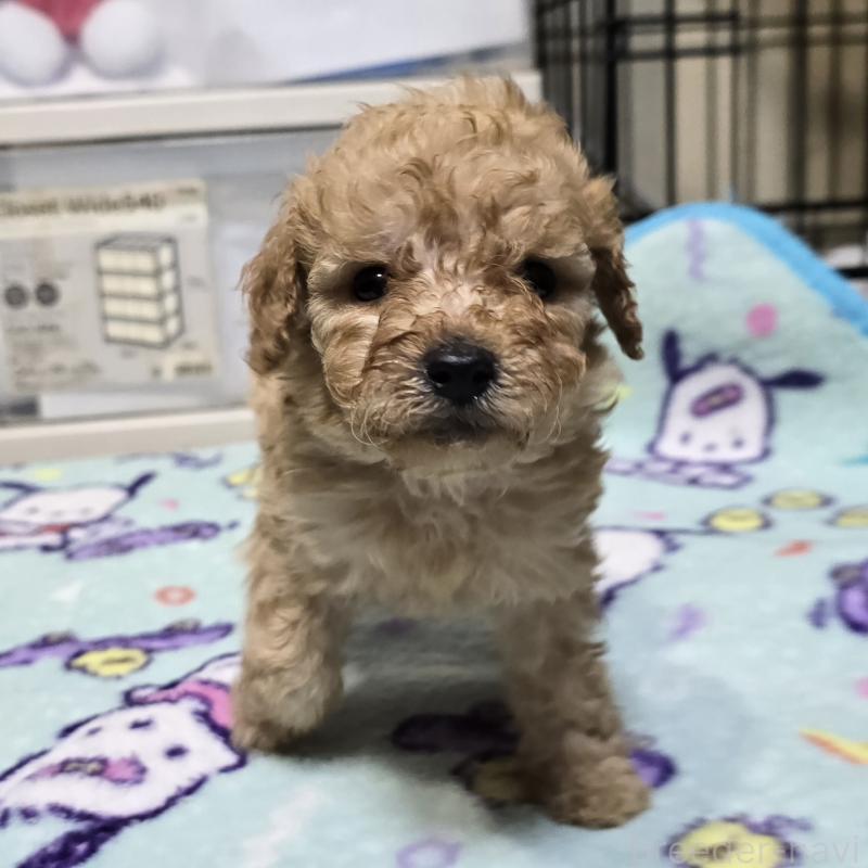 商談中の岡山県のトイプードル-430819の4枚目