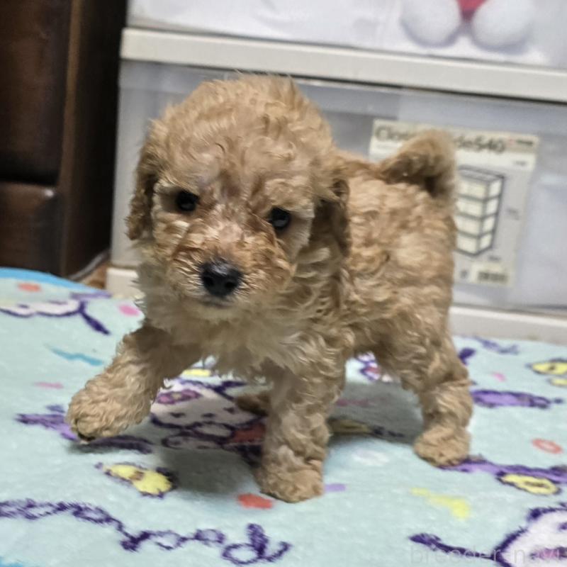 商談中の岡山県のトイプードル-430819の3枚目