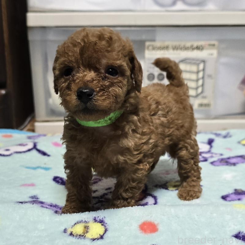 商談中の岡山県のトイプードル-430820の13枚目