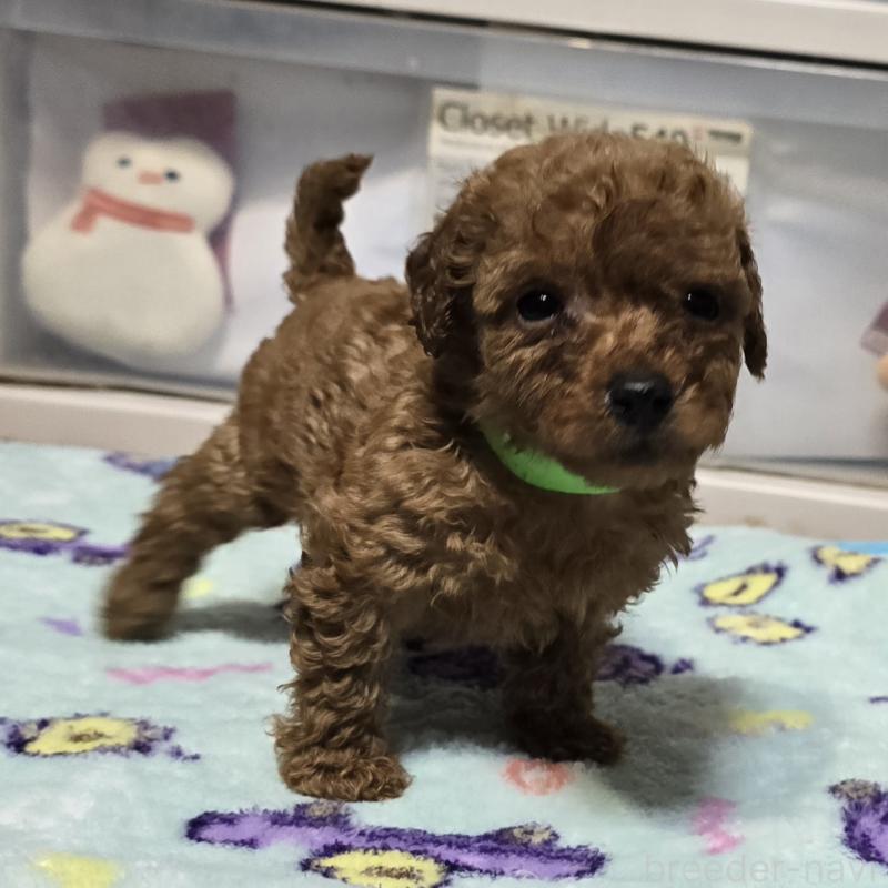 商談中の岡山県のトイプードル-430820の12枚目