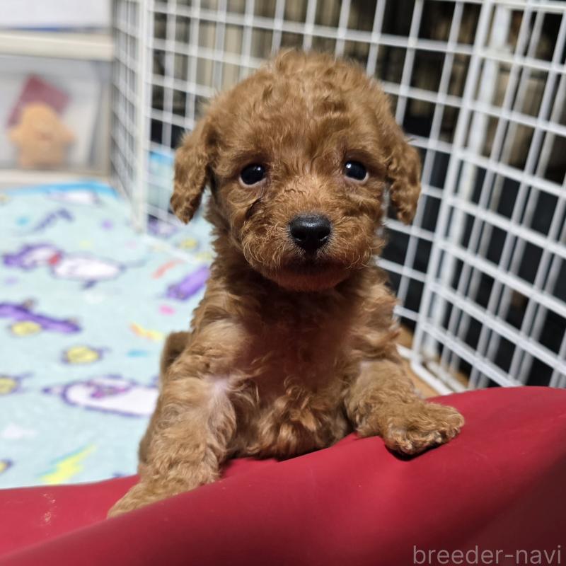 販売中の岡山県のトイプードル-430821の14枚目