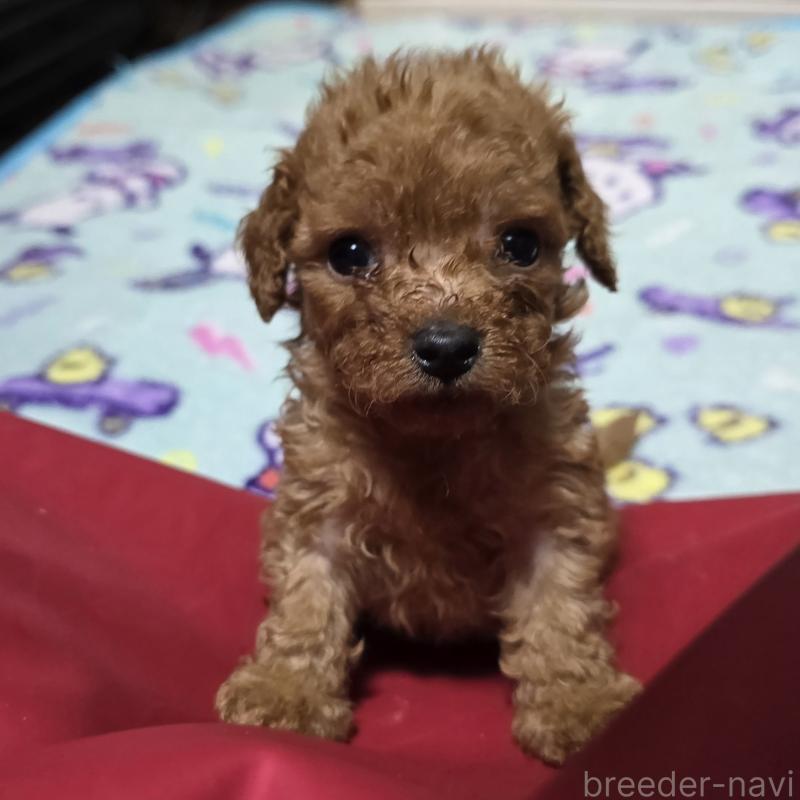 販売中の岡山県のトイプードル-430823の15枚目