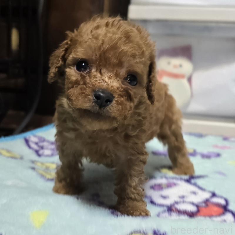 販売中の岡山県のトイプードル-430823の14枚目