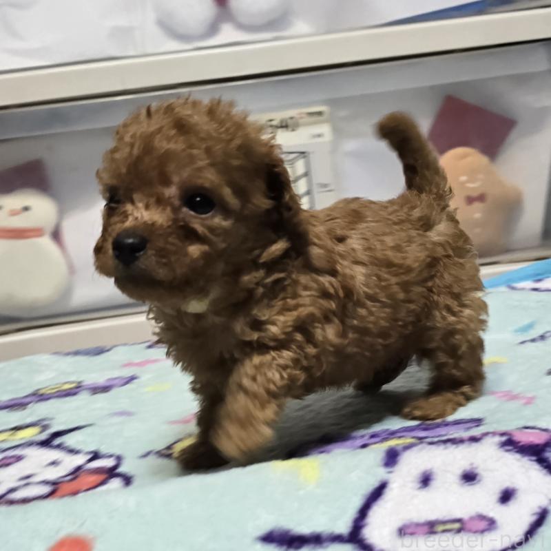 販売中の岡山県のトイプードル-430823の13枚目